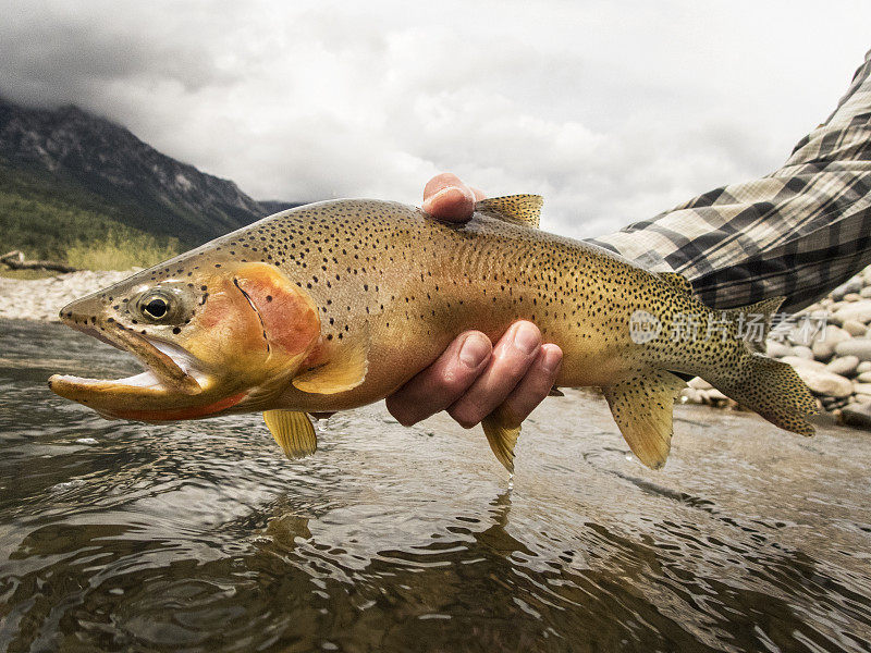 以河流和山脉为背景的Cutthroat Trout。